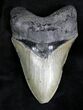 Serrated Megalodon Tooth - North Carolina #28158-1